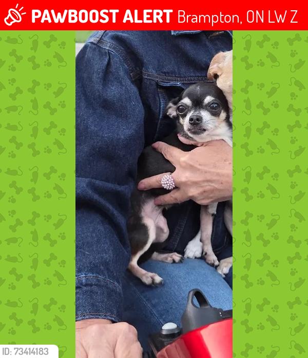 Lost Female Dog last seen Center and Clarence, Brampton, ON L6W 2Z5