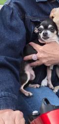 Lost Female Dog last seen Center and Clarence, Brampton, ON L6W 2Z5