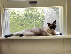 Lost Female Cat last seen El Paso, Los Angeles, CA 90065