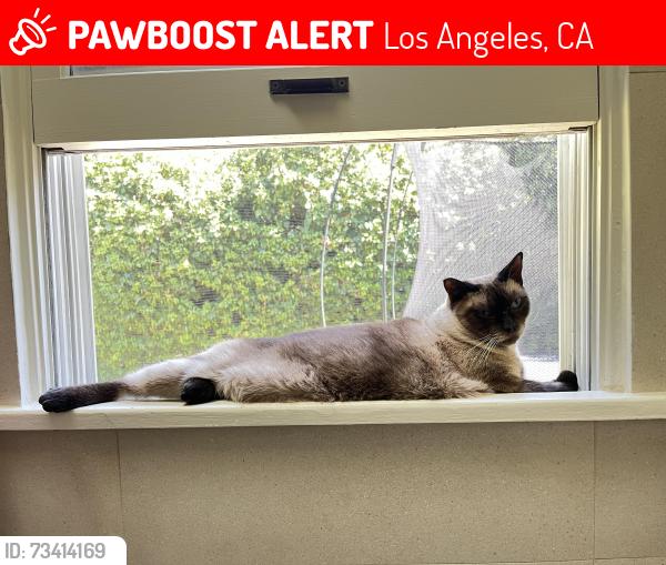 Lost Female Cat last seen El Paso, Los Angeles, CA 90065