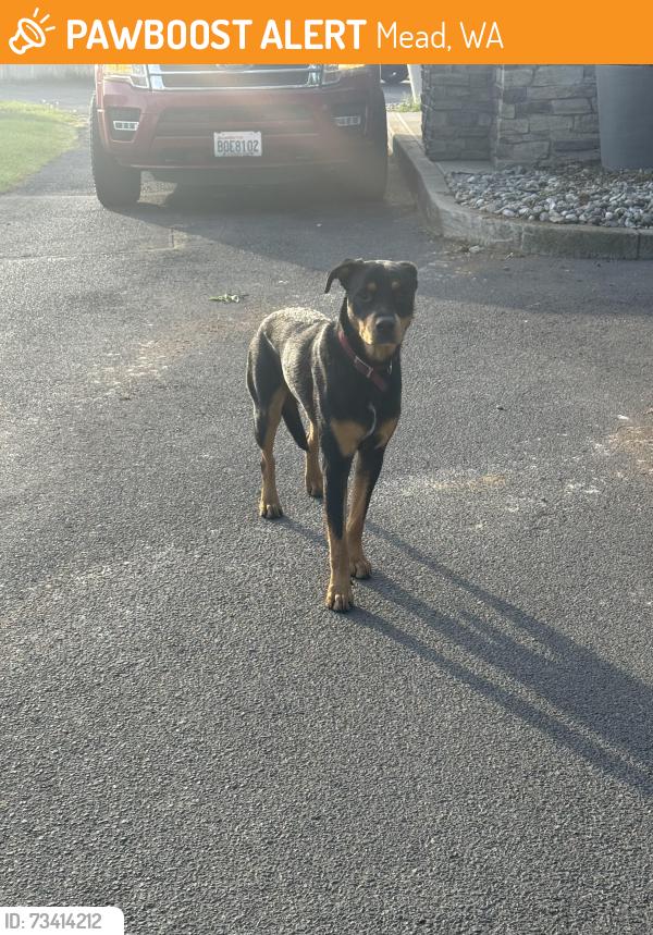 Found/Stray Unknown Dog last seen Caribru espresso parking lot, Mead, WA 99021