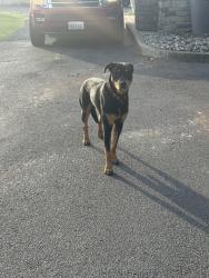 Found/Stray Unknown Dog last seen Caribru espresso parking lot, Mead, WA 99021