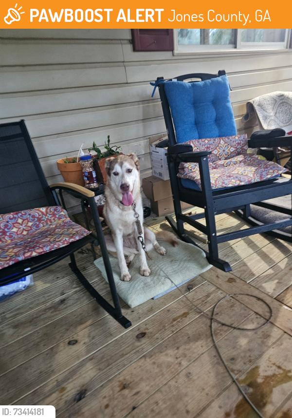 Found/Stray Female Dog last seen Jarrell plantation rd and 18 west in jones county, Jones County, GA 31046