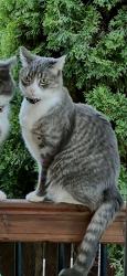 Lost Male Cat last seen Around NE 50th St- Burnt Bridge Creek area, Vancouver, WA 98682