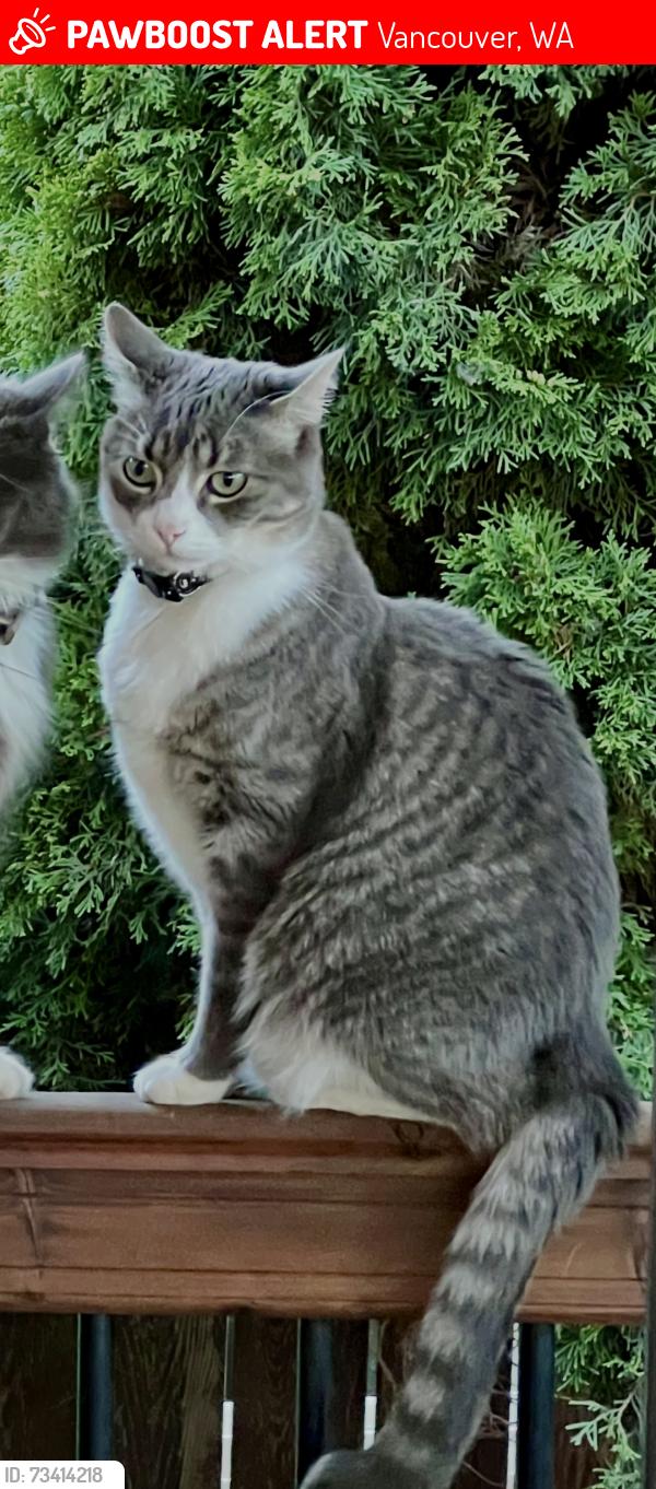 Lost Male Cat last seen Around NE 50th St- Burnt Bridge Creek area, Vancouver, WA 98682