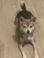 Reunited Female Dog last seen Gavilan Street, Eastridge Mall, East Side San Jose, San Jose, CA 95148