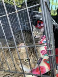 Reunited Female Cat last seen Greenwood St, Titusville, FL 32780
