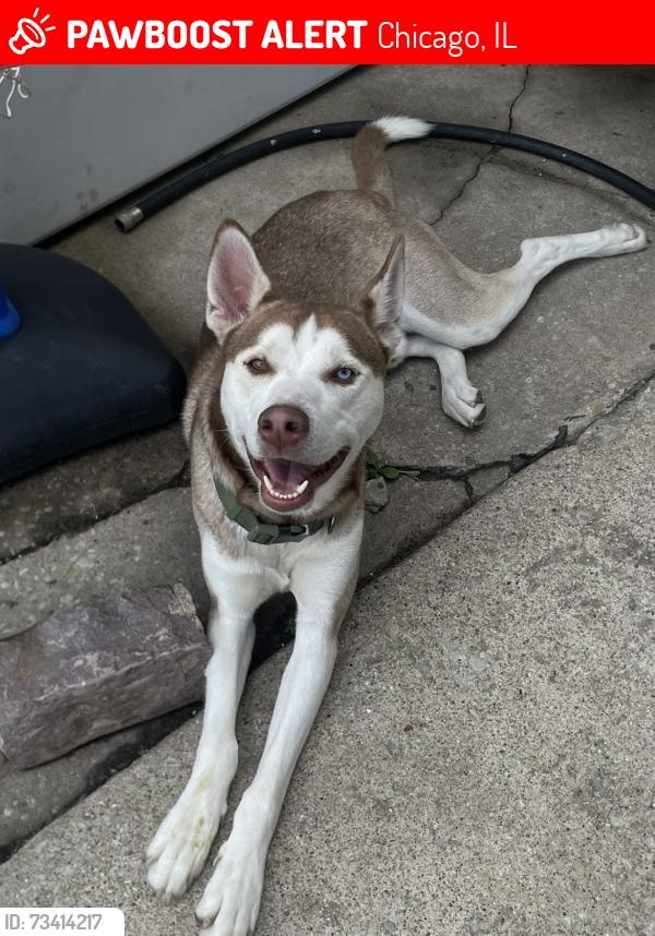 Lost Male Dog last seen South kedzie, Chicago, IL 60632