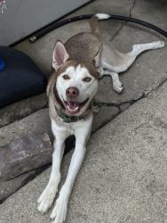 Lost Male Dog last seen South kedzie, Chicago, IL 60632