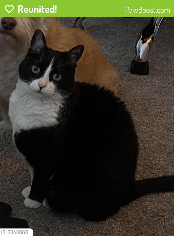 Reunited Female Cat last seen Near Sharmon Palms Ln, Campbell, CA 95008, USA, Campbell, CA 95008
