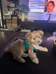 Lost Female Dog last seen Watcher st / eastern ave, Bell Gardens, CA 90201