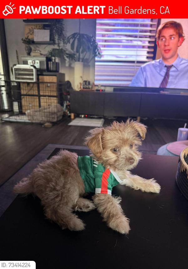 Lost Female Dog last seen Watcher st / eastern ave, Bell Gardens, CA 90201
