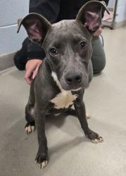 Shelter Stray Female Dog last seen Near Governor Ritchie Highway, GLEN BURNIE, MD, 21061, 411 Maxwell Frye Rd, Millersville, MD 21108, USA