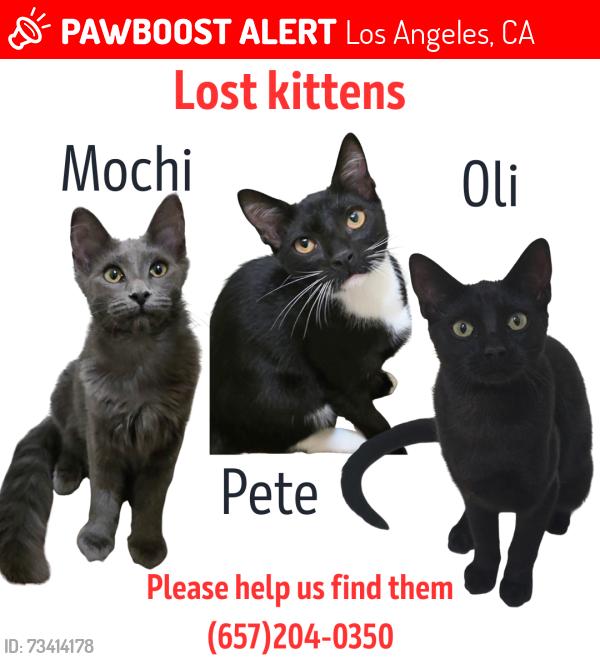 Lost Female Cat last seen Camulos St, Los Angeles, CA 90023