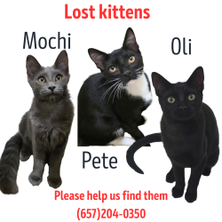 Lost Female Cat last seen Camulos St, Los Angeles, CA 90023