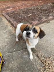 Found/Stray Female Dog last seen Deputy lane, Newport News, VA 23608