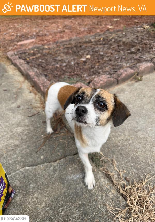 Found/Stray Female Dog last seen Deputy lane, Newport News, VA 23608