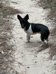 Found/Stray Male Dog last seen Cypresswood and Jones, Houston, TX 77070