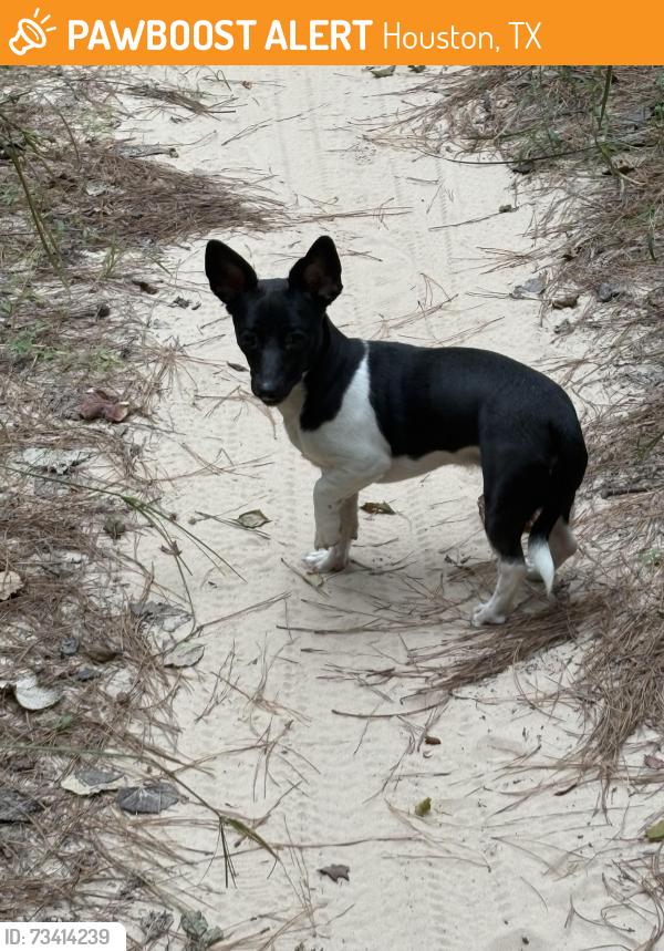 Found/Stray Male Dog last seen Cypresswood and Jones, Houston, TX 77070