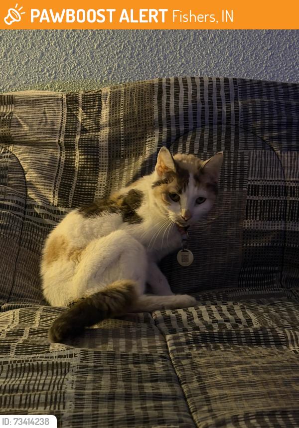 Found/Stray Female Cat last seen Near endurance drive, Fishers, IN 46037