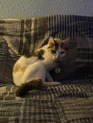 Found/Stray Female Cat last seen Near endurance drive, Fishers, IN 46037