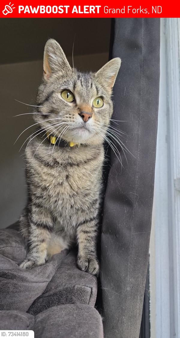 Lost Female Cat last seen 10th + Walnut, Grand Forks, ND 58201