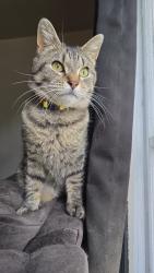 Lost Female Cat last seen 10th + Walnut, Grand Forks, ND 58201