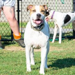 Shelter Stray Male Dog last seen , 2951 S 1st St, Cabot, AR 72023, USA