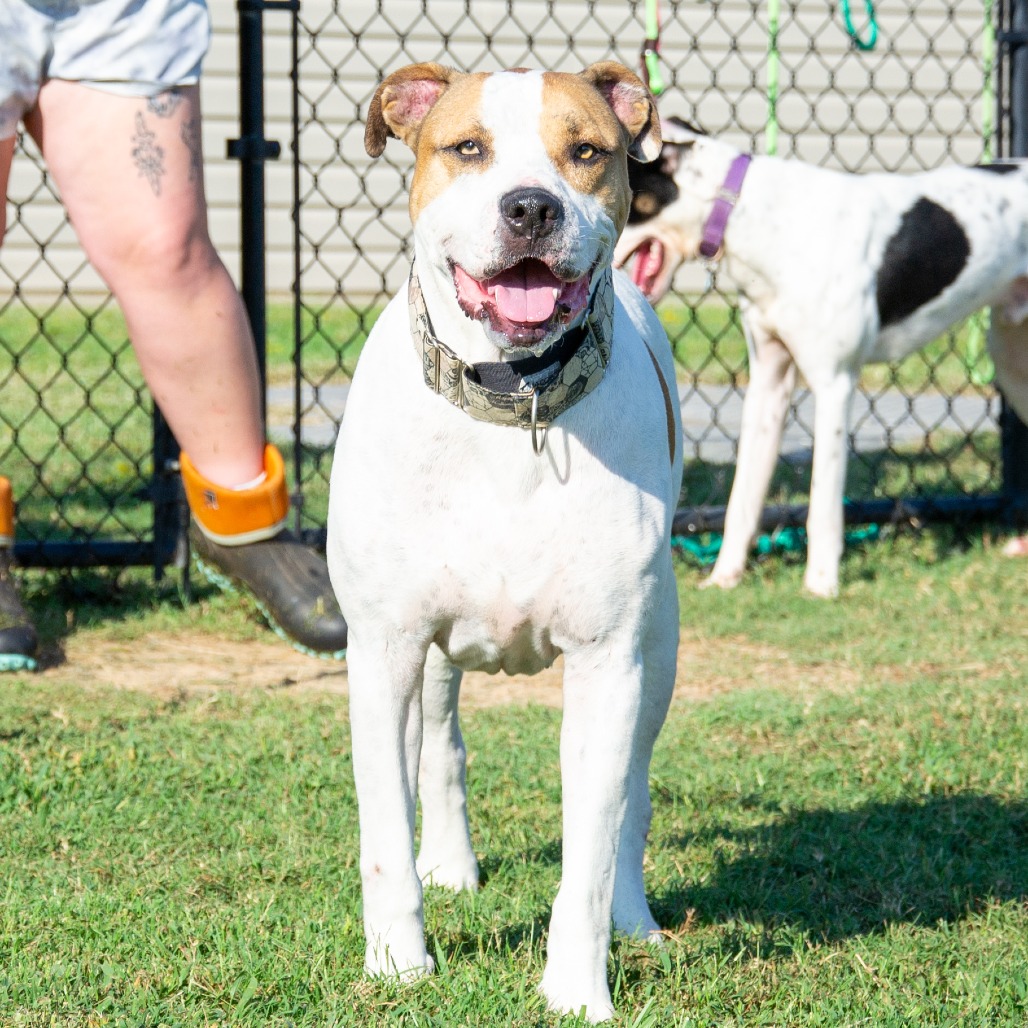 Shelter Stray Male Dog last seen , 2951 S 1st St, Cabot, AR 72023, USA