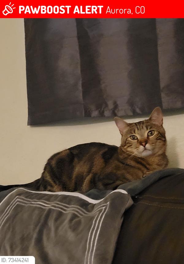 Lost Male Cat last seen Amherst/Linvale, Aurora, CO 80013