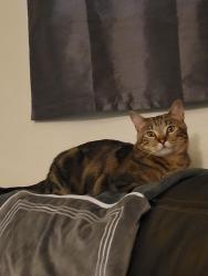 Lost Male Cat last seen Amherst/Linvale, Aurora, CO 80013