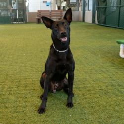 Shelter Stray Male Dog last seen , 361 S Raymond Ave, Pasadena, CA 91105, USA