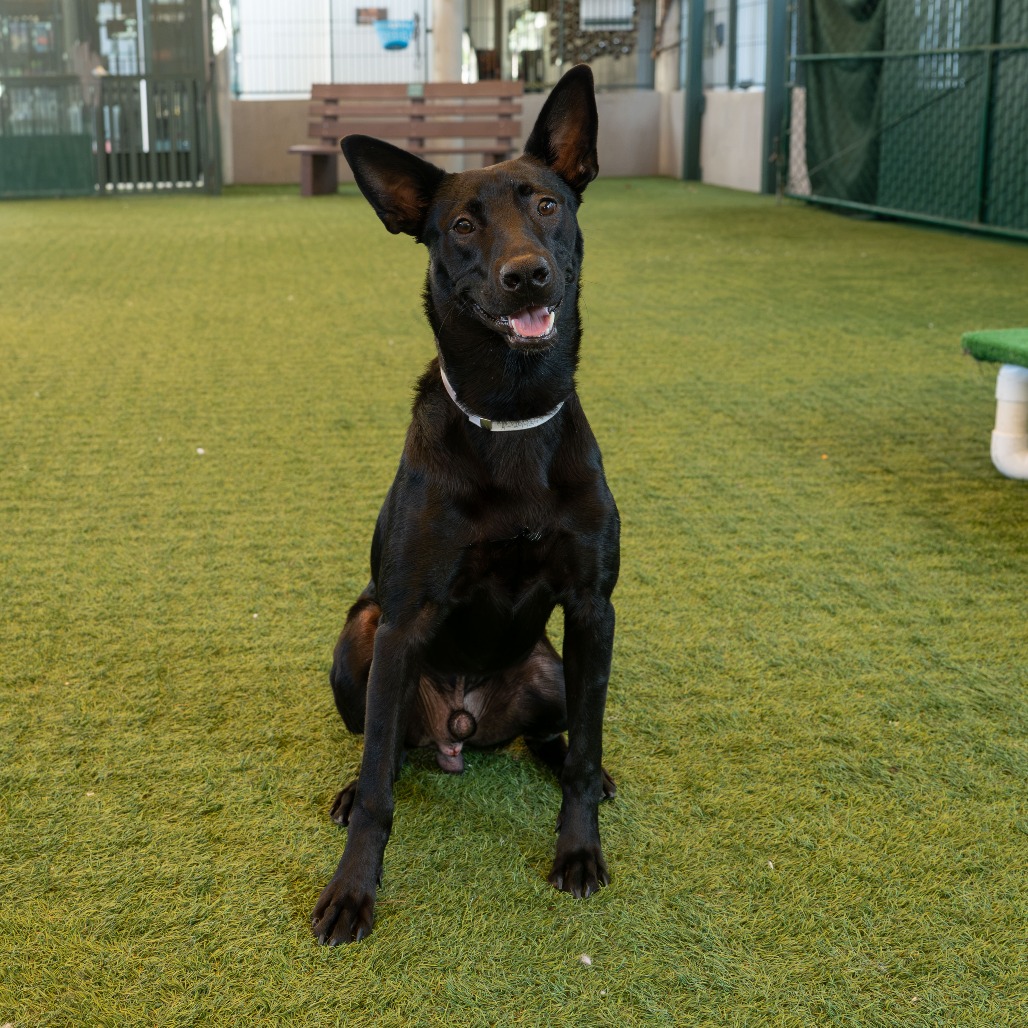 Shelter Stray Male Dog last seen , 361 S Raymond Ave, Pasadena, CA 91105, USA