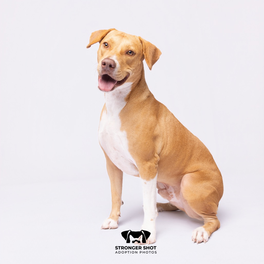 Shelter Stray Male Dog last seen , 3607 N Armenia Ave, Tampa, FL 33607, USA