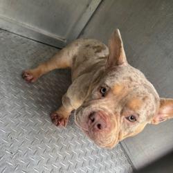 Shelter Stray Male Dog last seen , 980 Guilford College Rd, Greensboro, NC 27409, USA