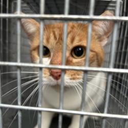 Shelter Stray Unknown Cat last seen , 980 Guilford College Rd, Greensboro, NC 27409, USA