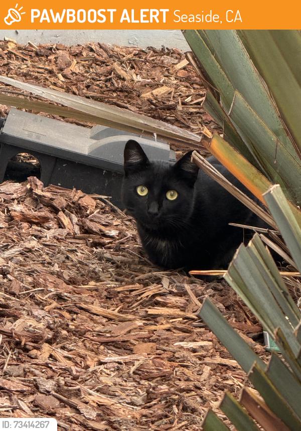Found/Stray Unknown Cat last seen Sonoma Seaside, Seaside, CA 93955