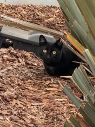 Found/Stray Unknown Cat last seen Sonoma Seaside, Seaside, CA 93955