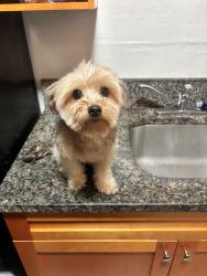 Lost Female Dog last seen apmt buildings, blue and gray, North Miami, FL 33168
