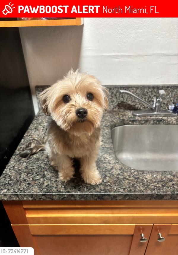Lost Female Dog last seen apmt buildings, blue and gray, North Miami, FL 33168