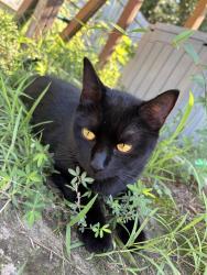Found/Stray Female Cat last seen Hanmocks Beach and Old Hammock Rd, Swansboro, NC 28584