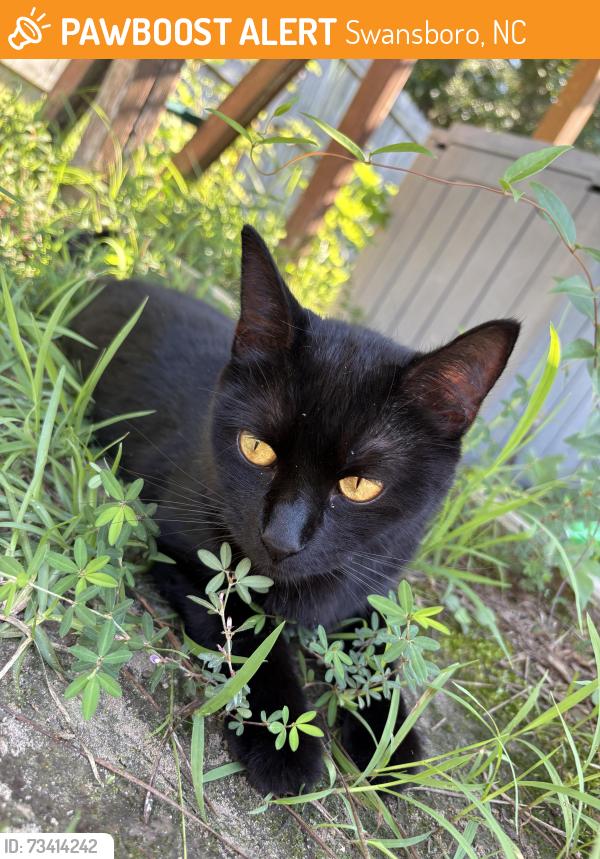 Found/Stray Female Cat last seen Hanmocks Beach and Old Hammock Rd, Swansboro, NC 28584