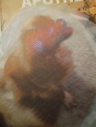 Lost Female Dog last seen Ross and 11th Rockford IL 61109, Rockford, IL 61109