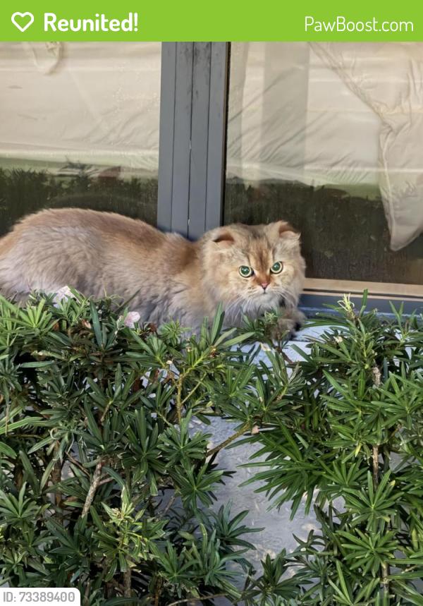 Reunited Unknown Cat last seen Palmetto Bay Park, Palmetto Bay, FL 33157