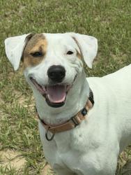 Lost Male Dog last seen Brandywine st, Lecanto, FL 34461