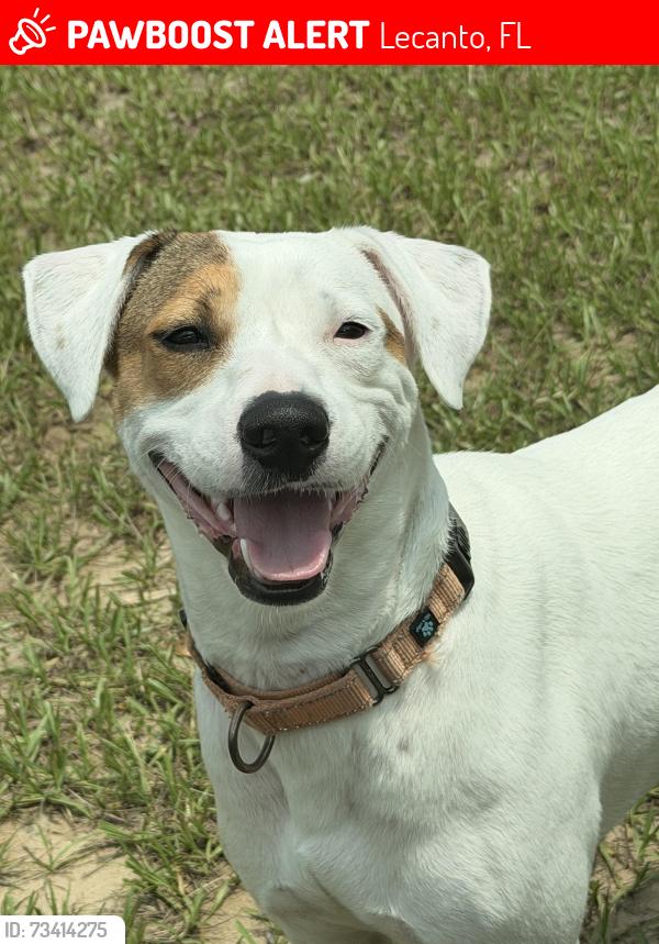 Lost Male Dog last seen Brandywine st, Lecanto, FL 34461