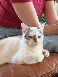 Reunited Female Cat last seen East Town Park, Haverhill, England 