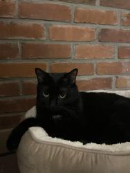 Lost Male Cat last seen Intersection Bunting and Carleton, St. Catharines, ON 