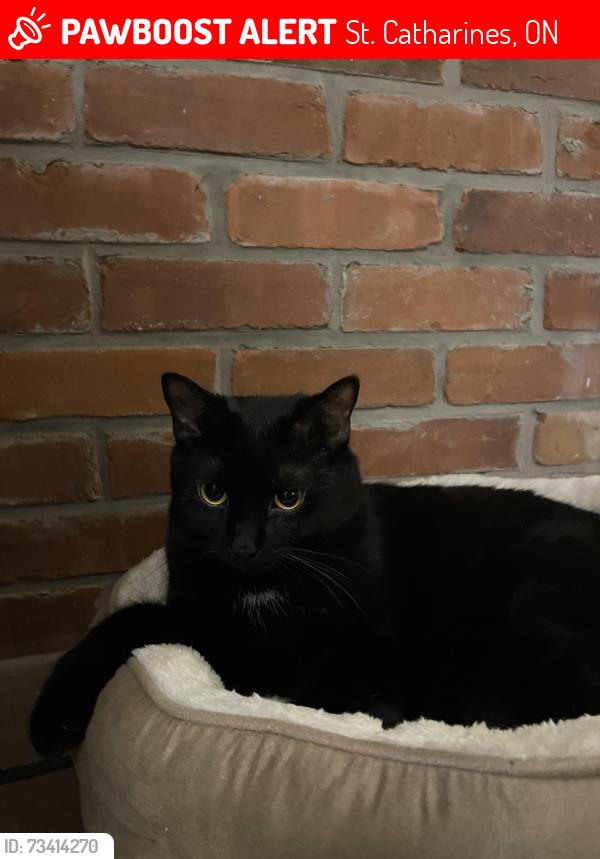 Lost Male Cat last seen Intersection Bunting and Carleton, St. Catharines, ON 