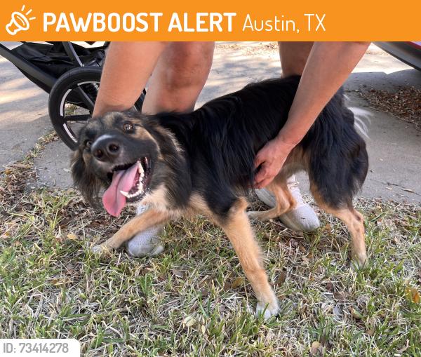 Found/Stray Male Dog last seen Taranto dr and Darwin, Austin, TX 78729
